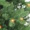 7ft. Pre-Lit Carson Artificial Pine Tree, Clear Lights